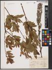 Foto von Salix aurita L. x Salix purpurea L.
